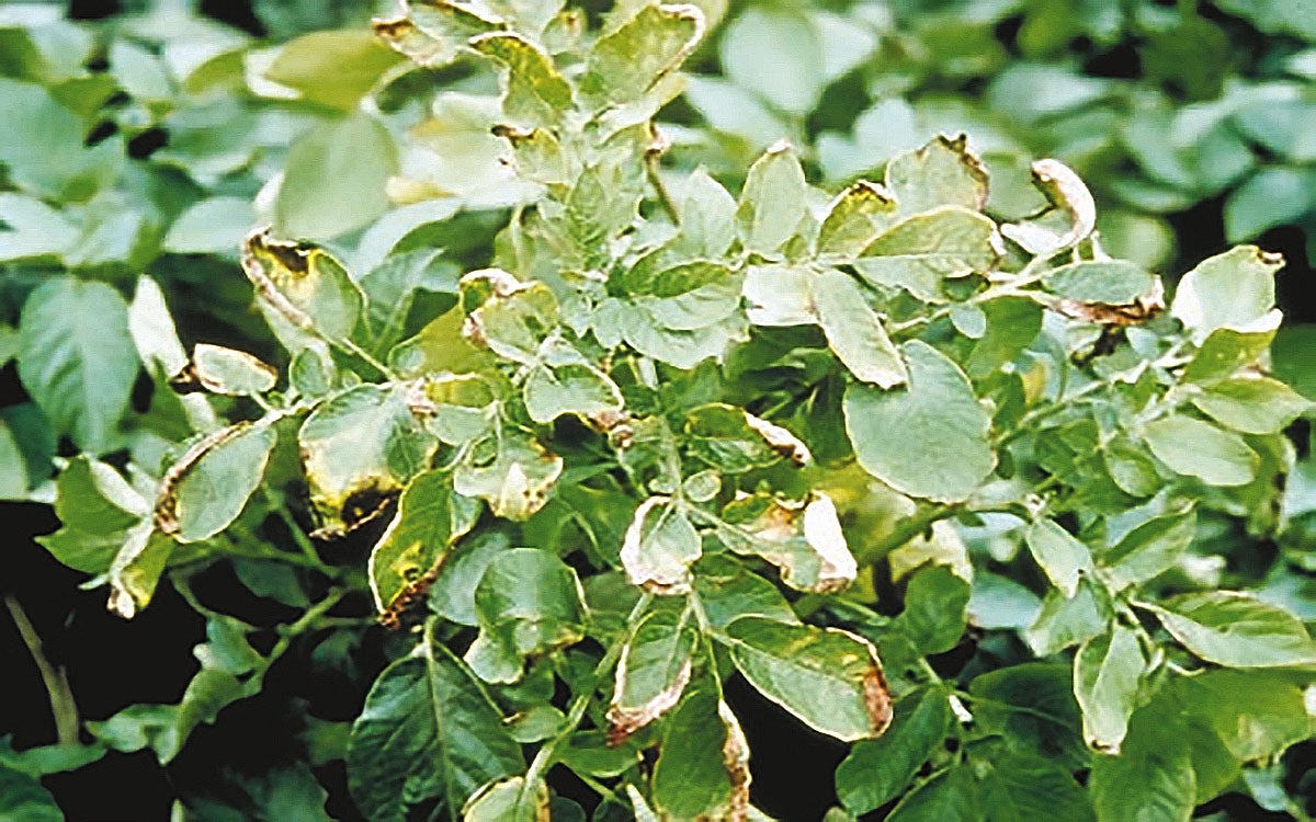 Potato leaves exhibiting foliar symptoms of ring rot.