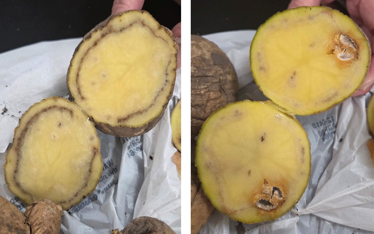 Potato tubers exhibiting charcoal rot and Fusarium rot symptoms.
