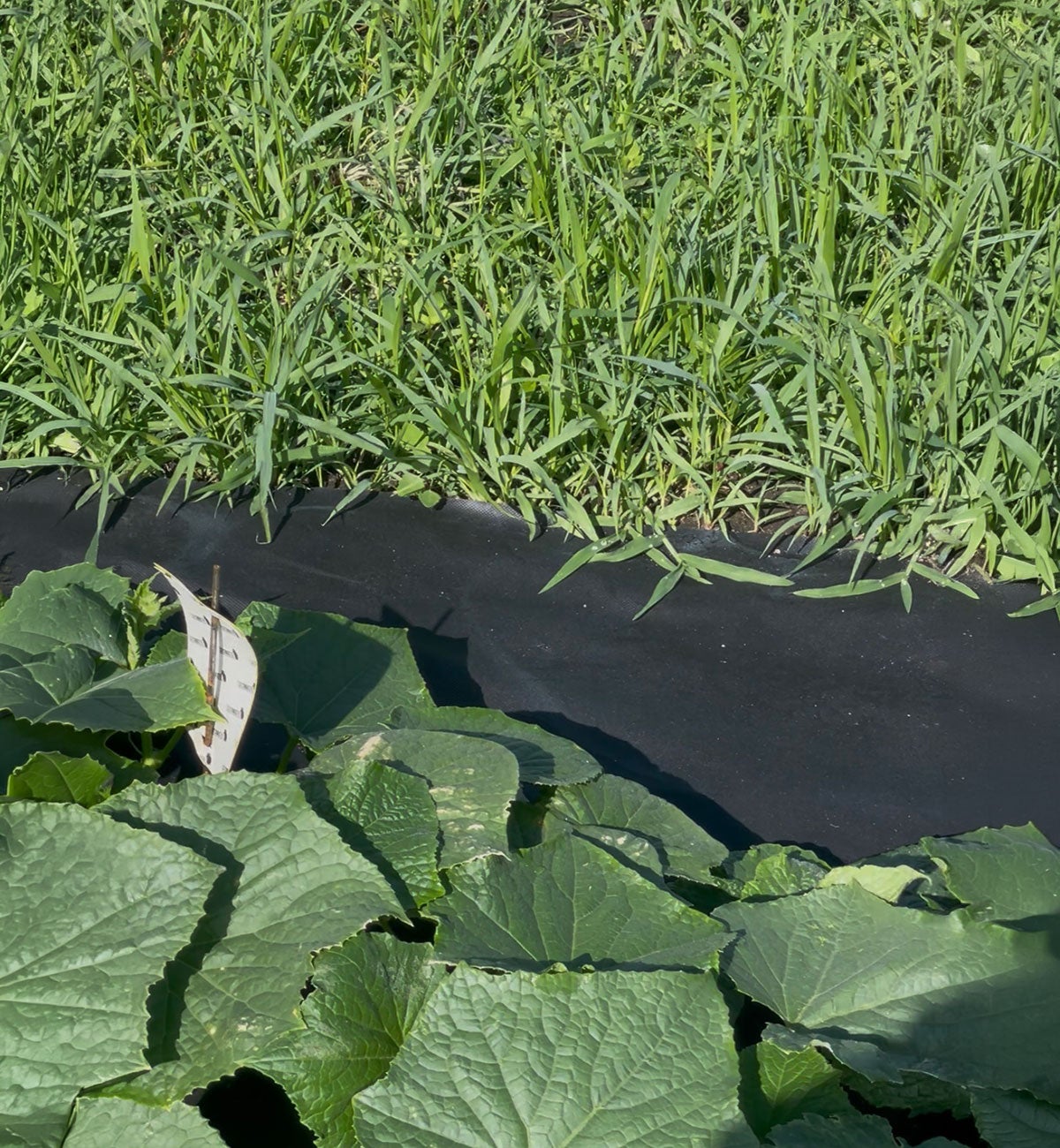 Cucumber plants growing among a ground tarp adjacent to a sudangrass living mulch.