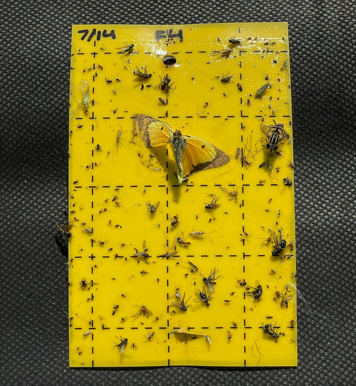 A yellow sticky insect trap with various bugs caught throughout.