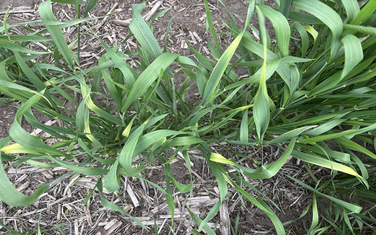 Wheat plants in a field showing viral symptomology of Wheat Streak Mosaic Virus.