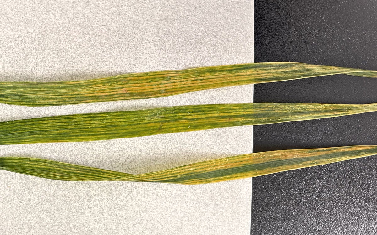 Three blades of wheat grass showing chlorotic streaking.