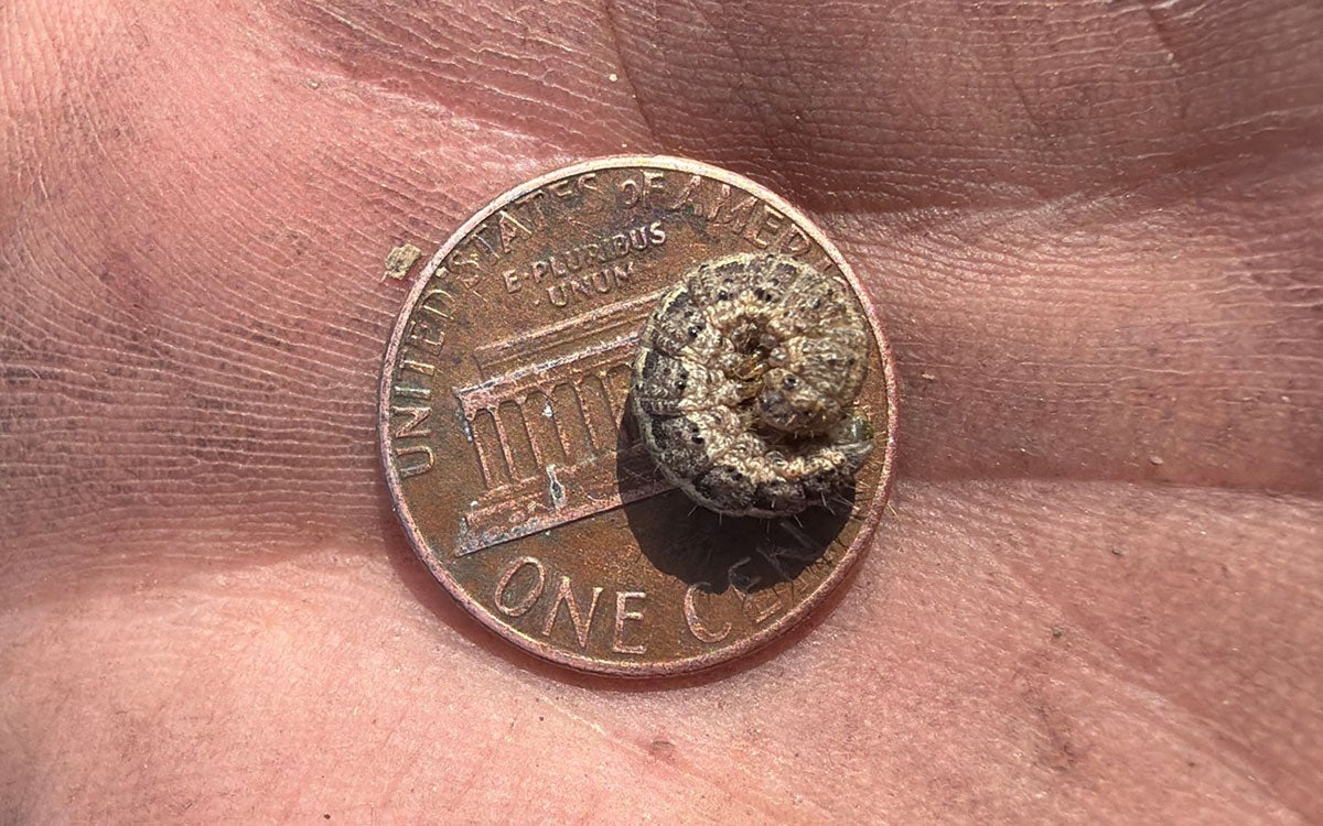 Caterpillar with light colored markings curled in a C shape on a U.S. one cent coin. 