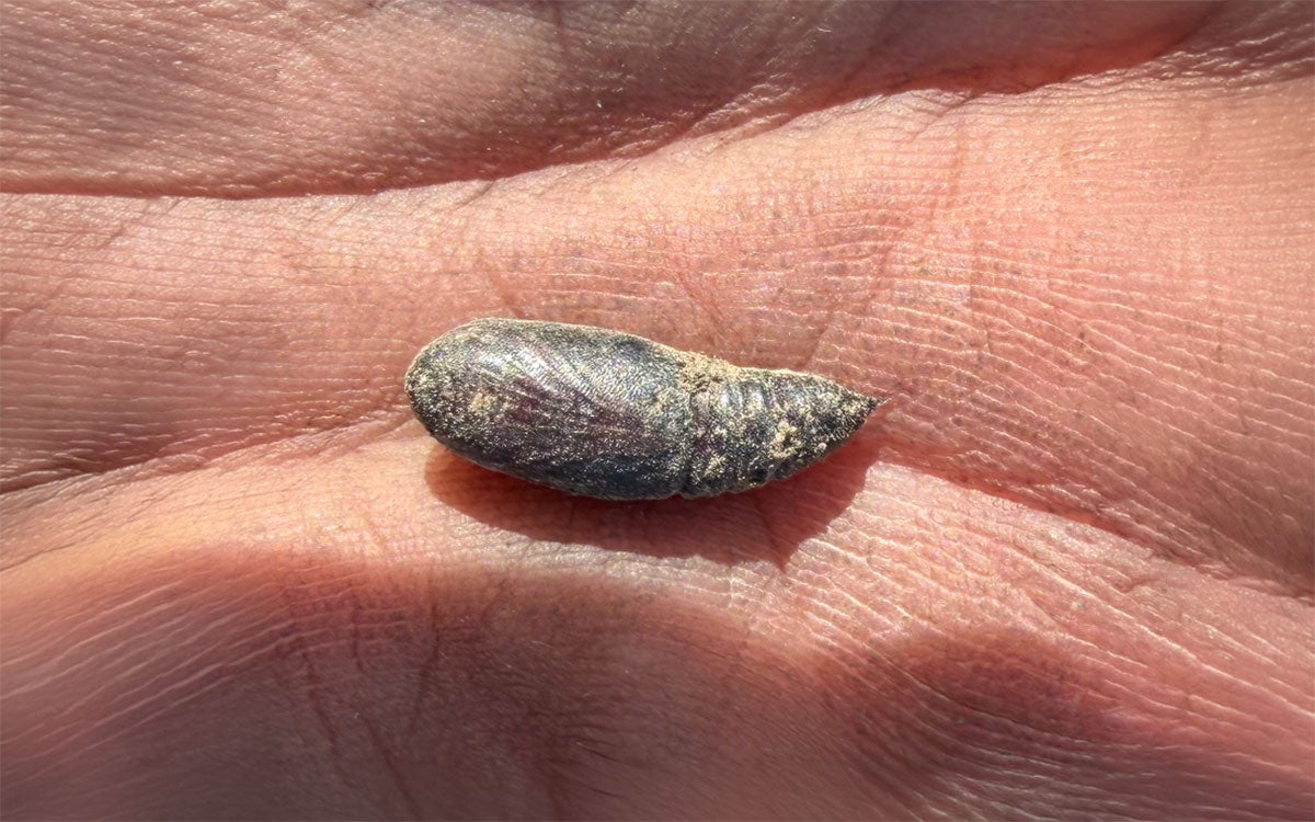 Dark red to brown pupa that is approximately 0.5 inch long. 