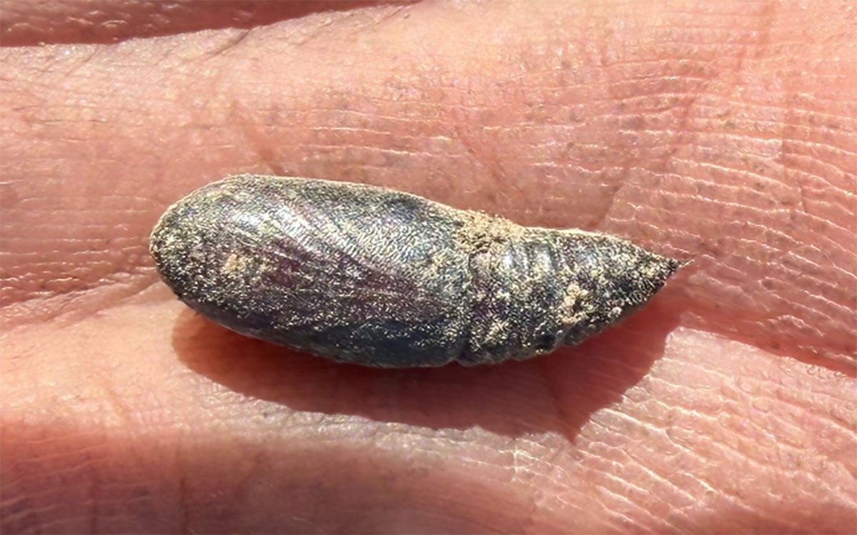 Dark red to brown pupa that is approximately 0.5 inch long.