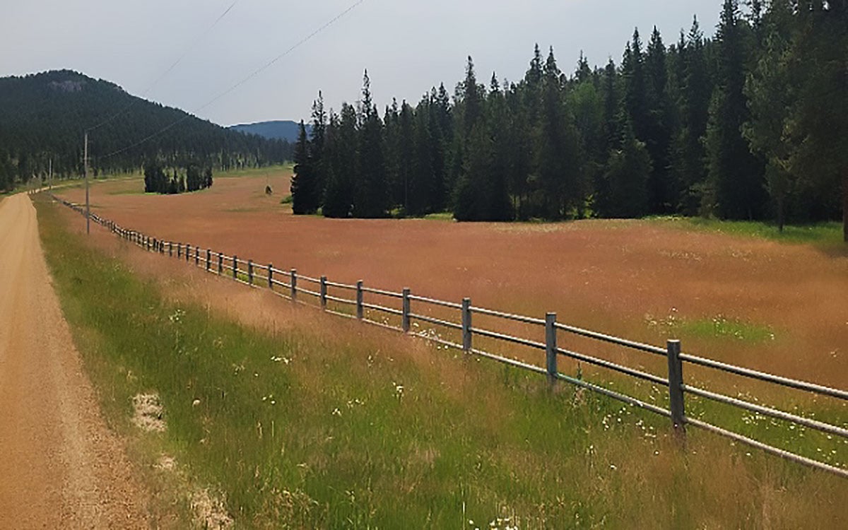 Red fescue, a red colored grass, in a meadow in the Black Hills National Forest, courtesy Victoria Dungey.