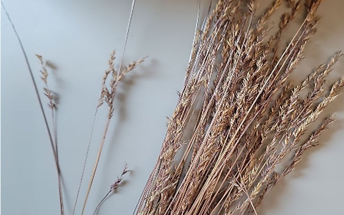 Red fescue grass sample in a lab.