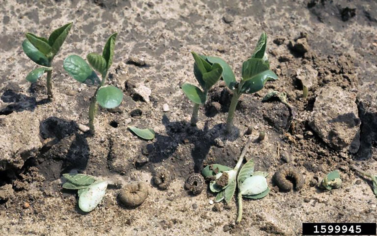Small, green soybean plants with brown caterpillars and tan soil.