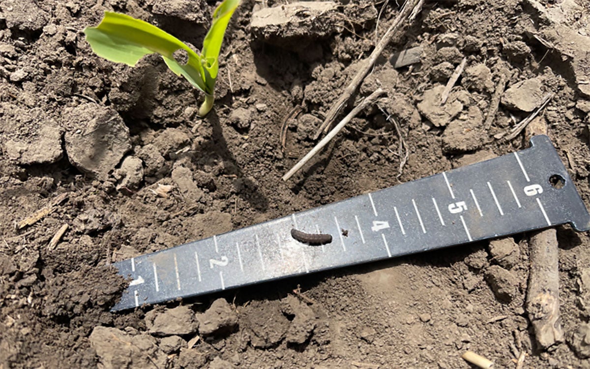 Green corn plant with a ruler next to it containing a small dingy cutworm caterpillar. 