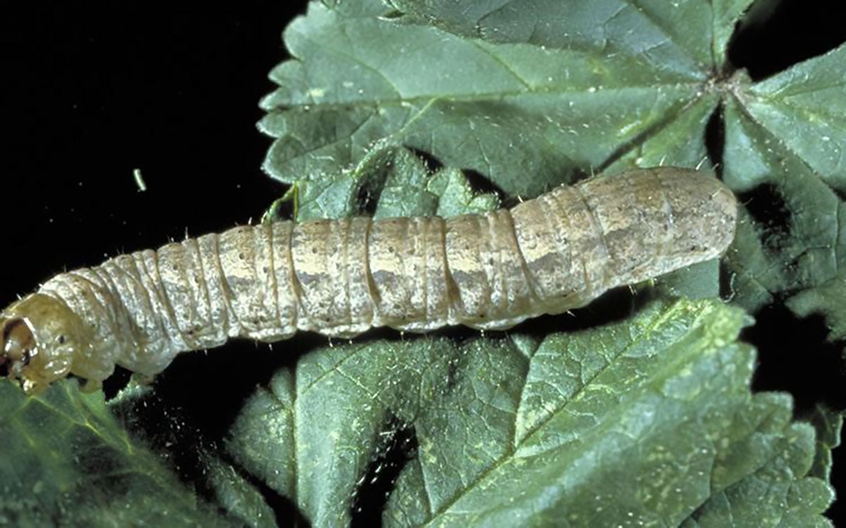 Light colored caterpillar on a green leaf.