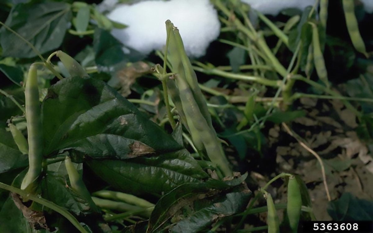 Bean plants exhibiting freeze damage on several pods.