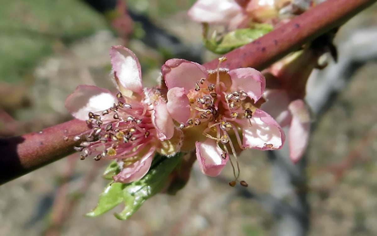 Flowers on a peach blossom with wilted pedals due to cold temperatures.