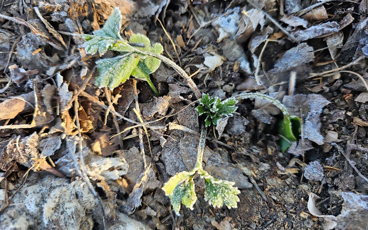 Perennial flower emerging with noticeable frost on foliage.