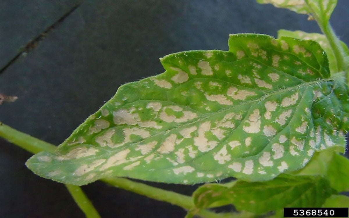 Frost-damaged tomato foliage.