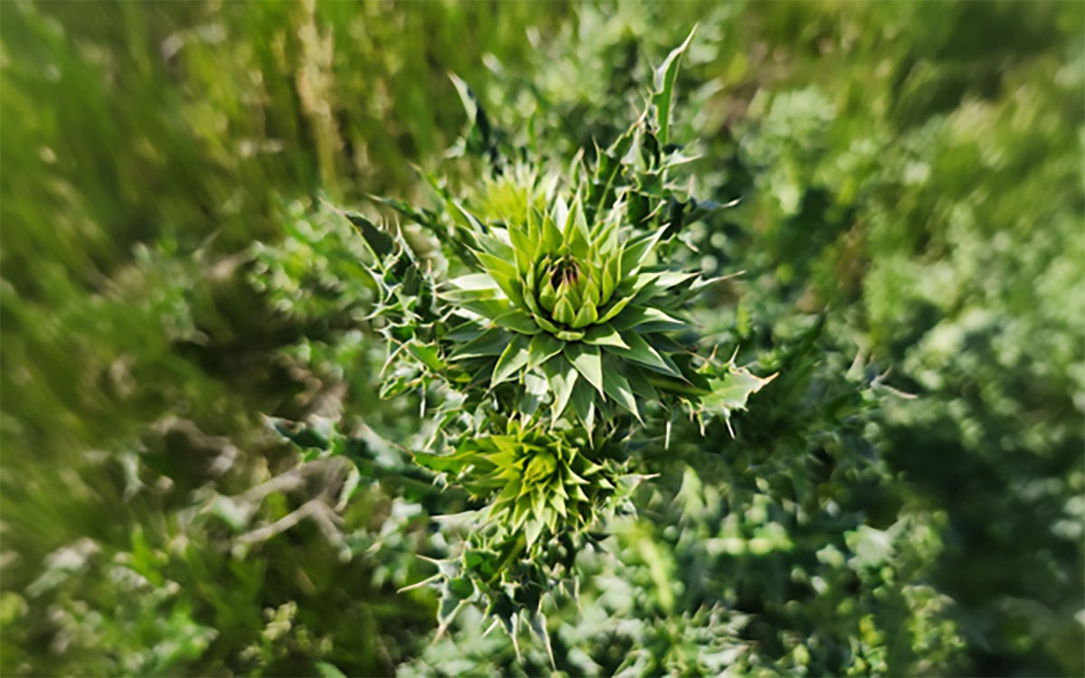 A green, biennial musk thistle flower in both photos.