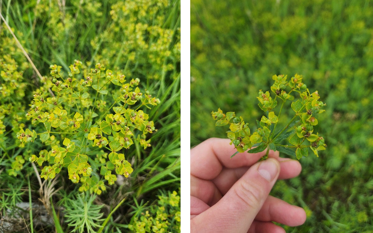 The left photo shows the matured bract of a leafy spurge plant. A hand is holding the bract. The right photo shows an entire leafy spurge plant which emphasizes its grey to white, greenish hue.