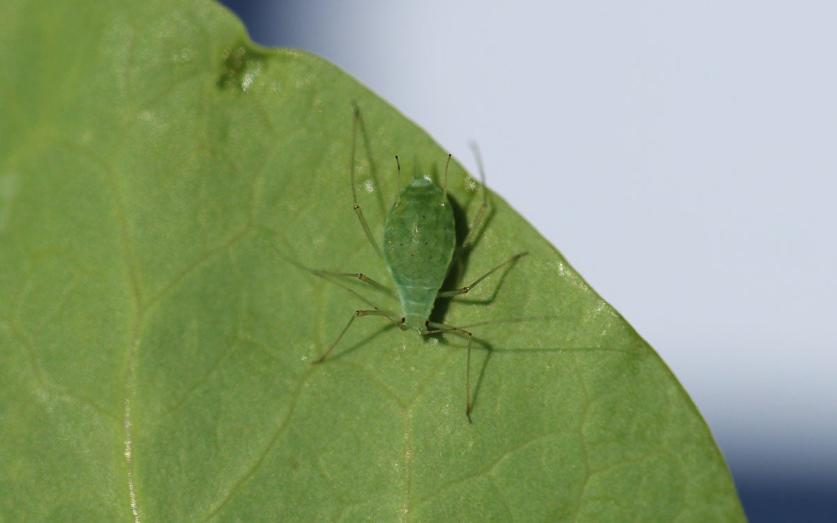 Teardrop shaped green insect with long legs and antennae on a lighter green leaf.