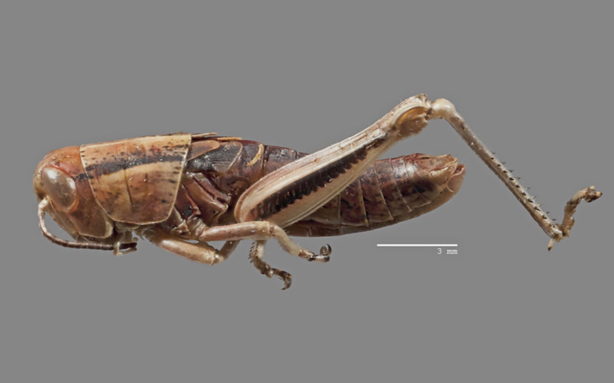 Brown grasshopper nymph with dark marking on side of thorax.