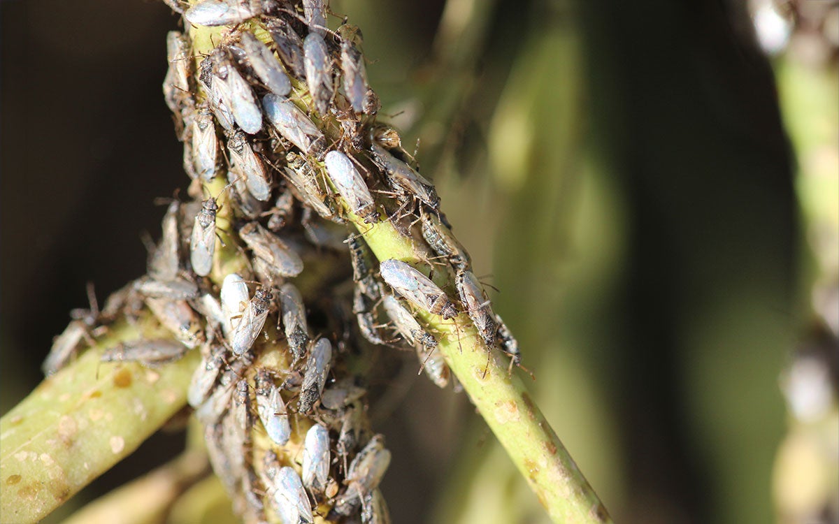 Group of small grey insects with clear wings on green plant. 