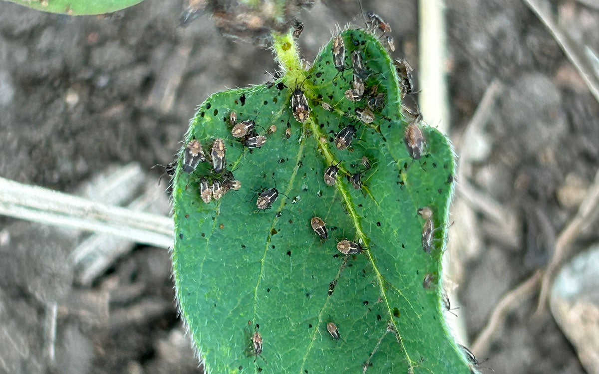 Green leaf infested by small insects that are brown and black.