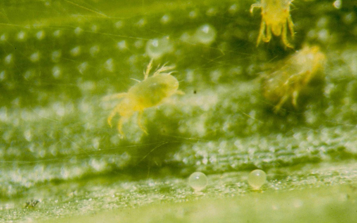 Green mites on a green leaf with pearly white eggs present.