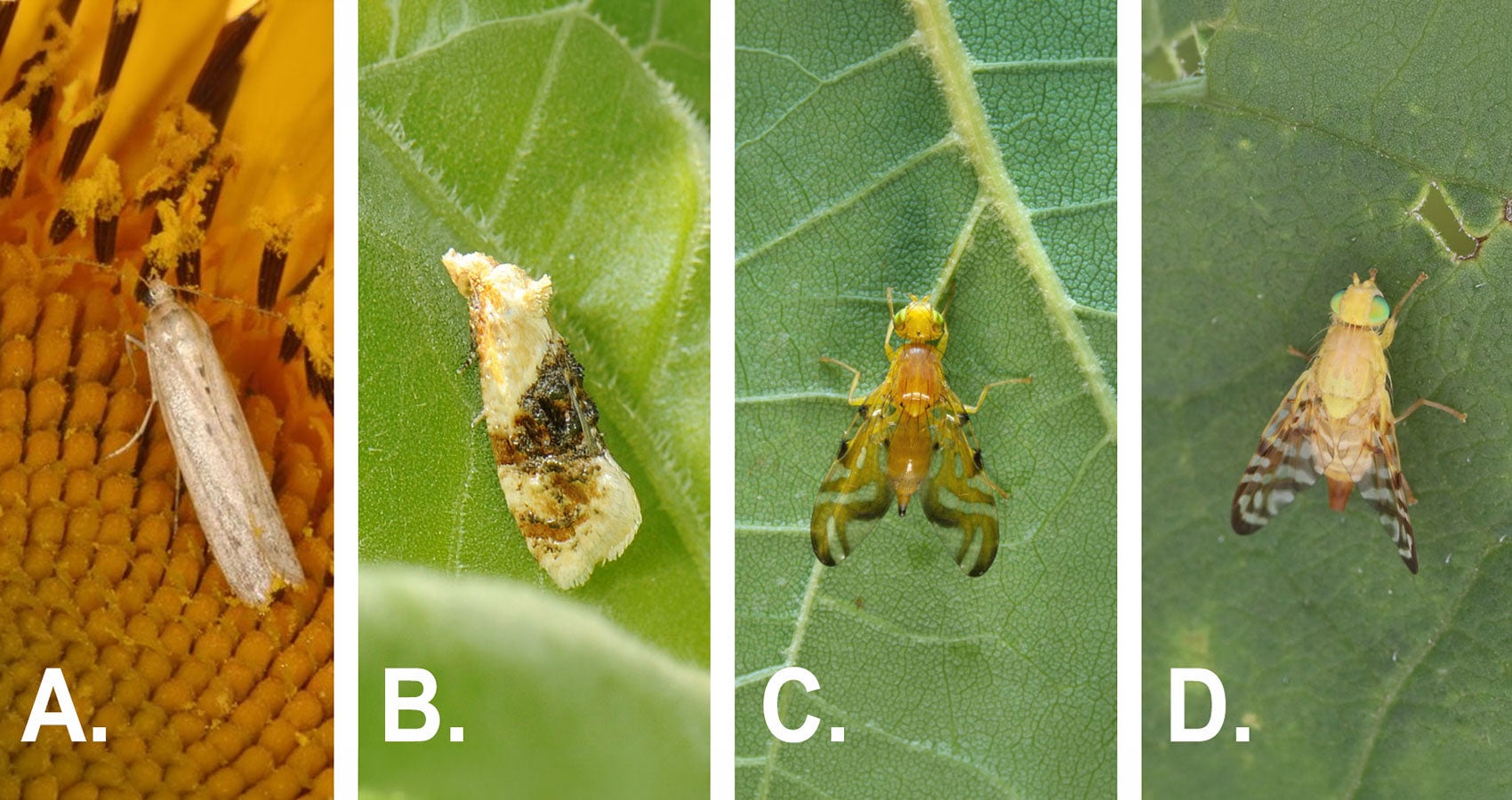 Sunflower Moth; Banded Sunflower Moth; Sunflower Maggot Adult; and Sunflower Receptacle Maggot Fly.