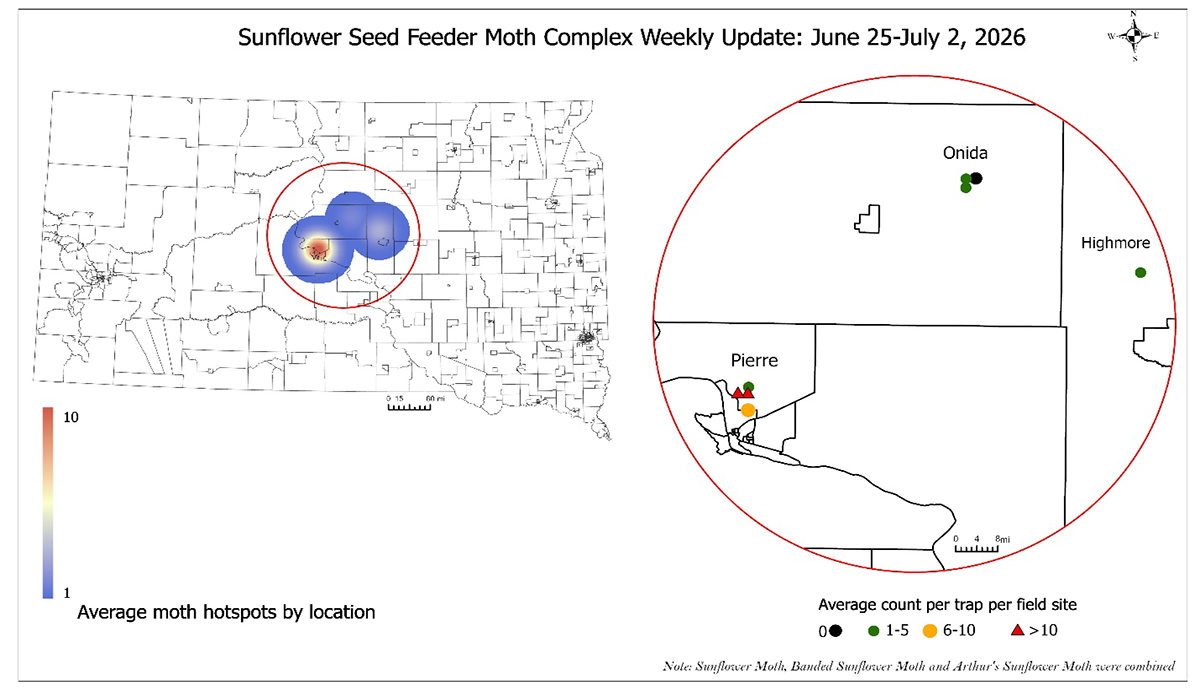 Map of South Dakota with blue circles with light red highlights showing increased pest intensity. Magnified area of highest pest intensity to indicate locations within Hughes County. For a detailed description, please call SDSU Extension at 605-688-4792.