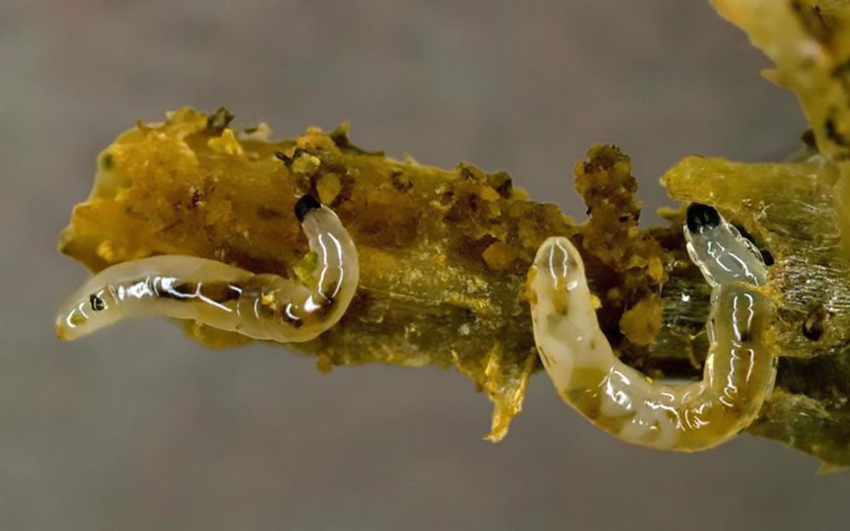 Small shiny fly larvae with black heads on a brown plant root.
