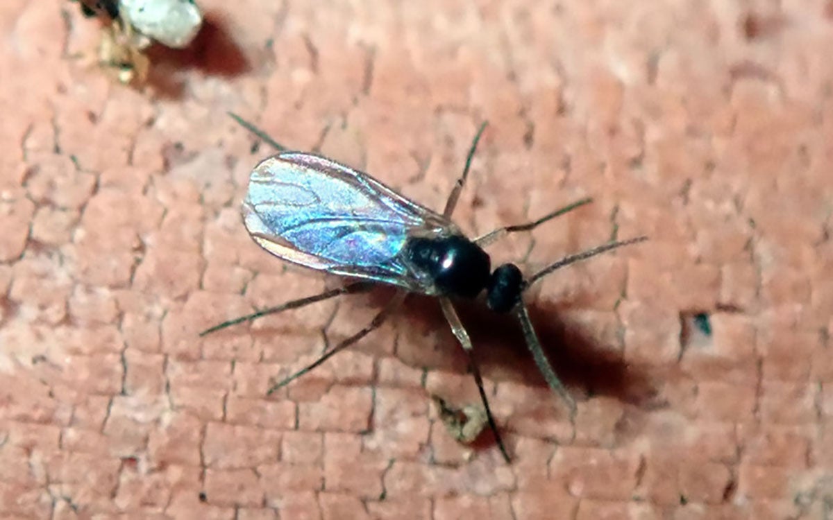Small black fly with dusky colored wings.