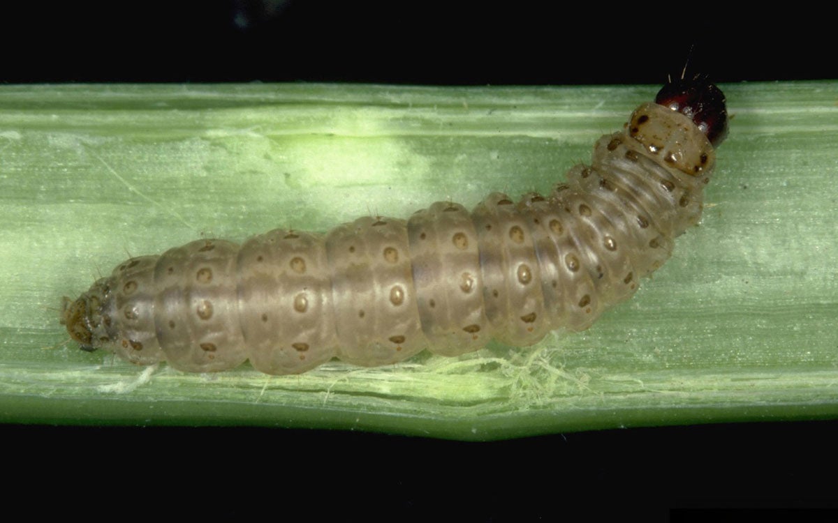Tan caterpillar with a dark brown head feeding in the stalk of a corn plant.