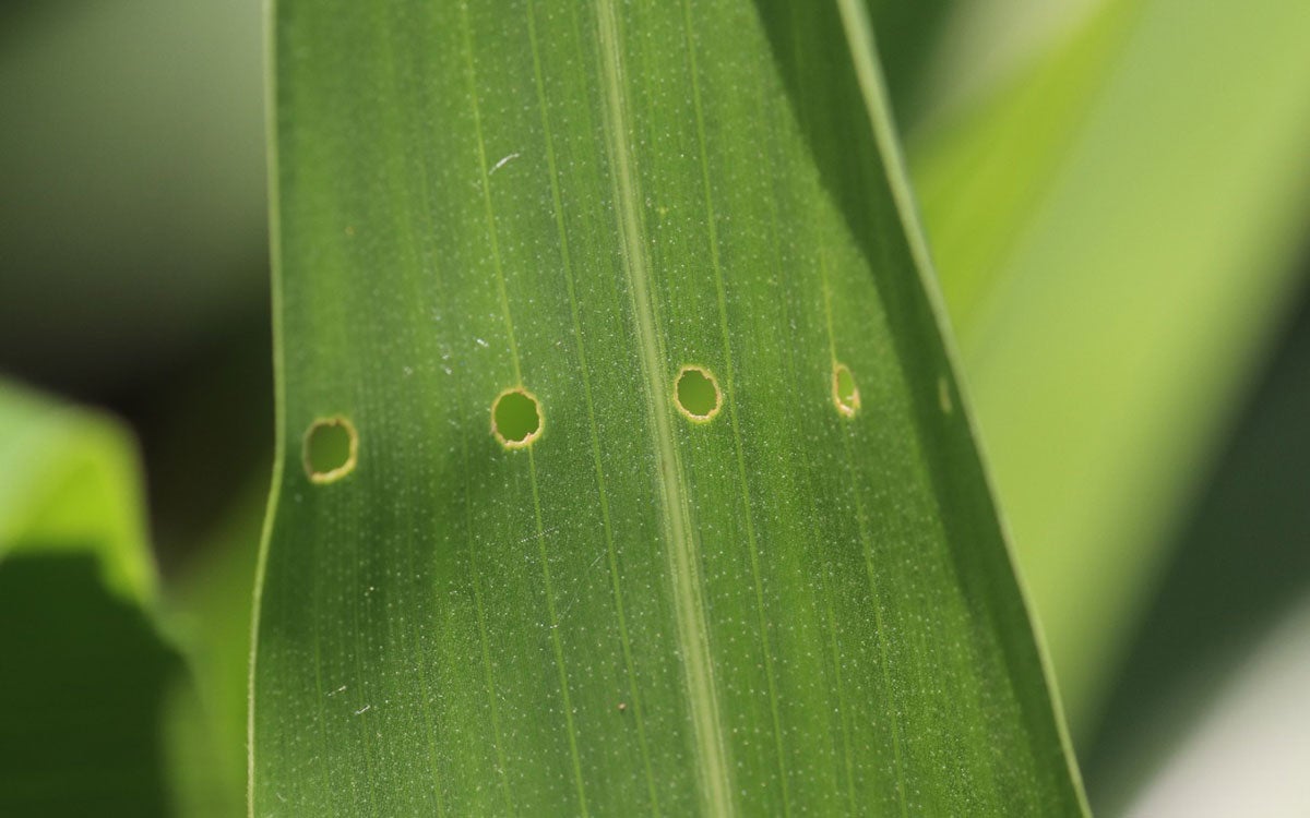 Circular holes in a green corn leaf. The holes are in a straight line.