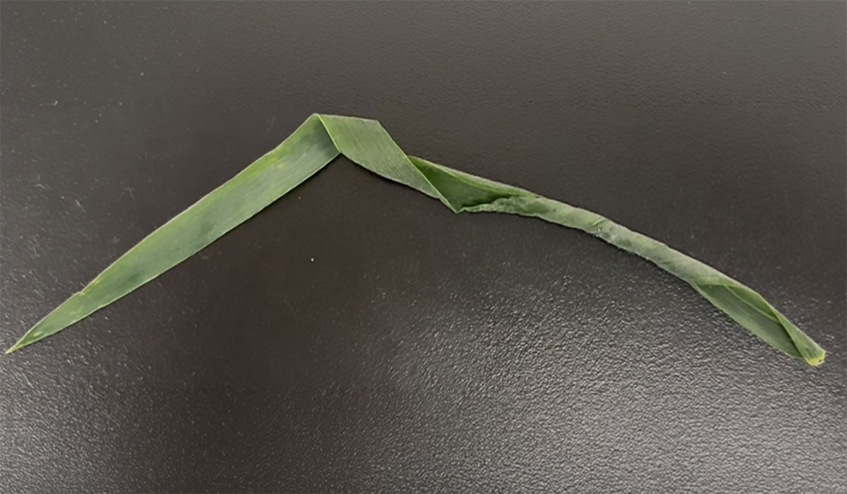 Curled wheat leaf from wheat curl mite feeding