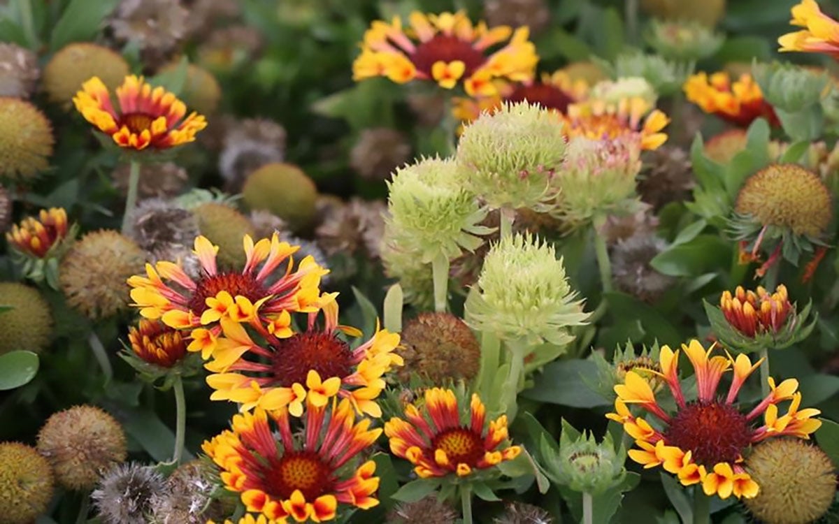 Blanket flowers with visible greening and distortion.