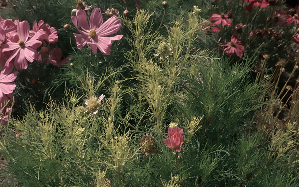 Flowers with clustering of stems and excessive growth from nodes.