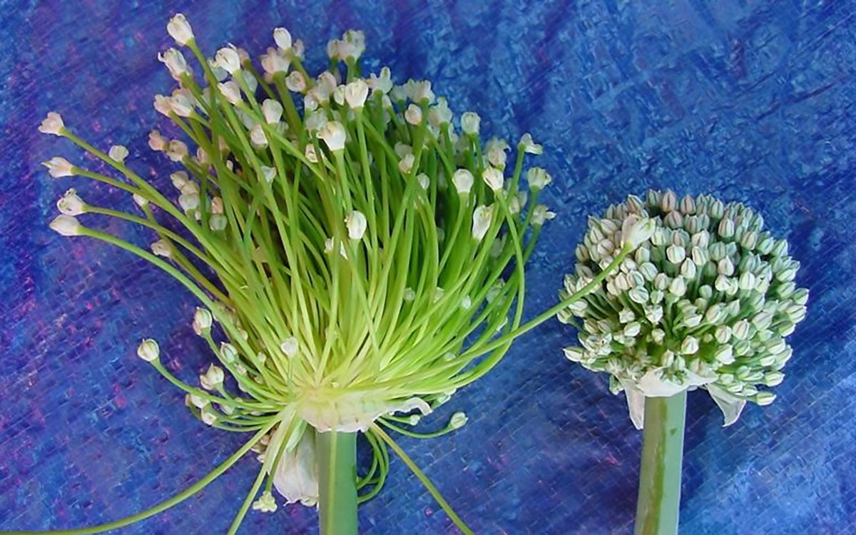 An infected onion and a healthy onion.