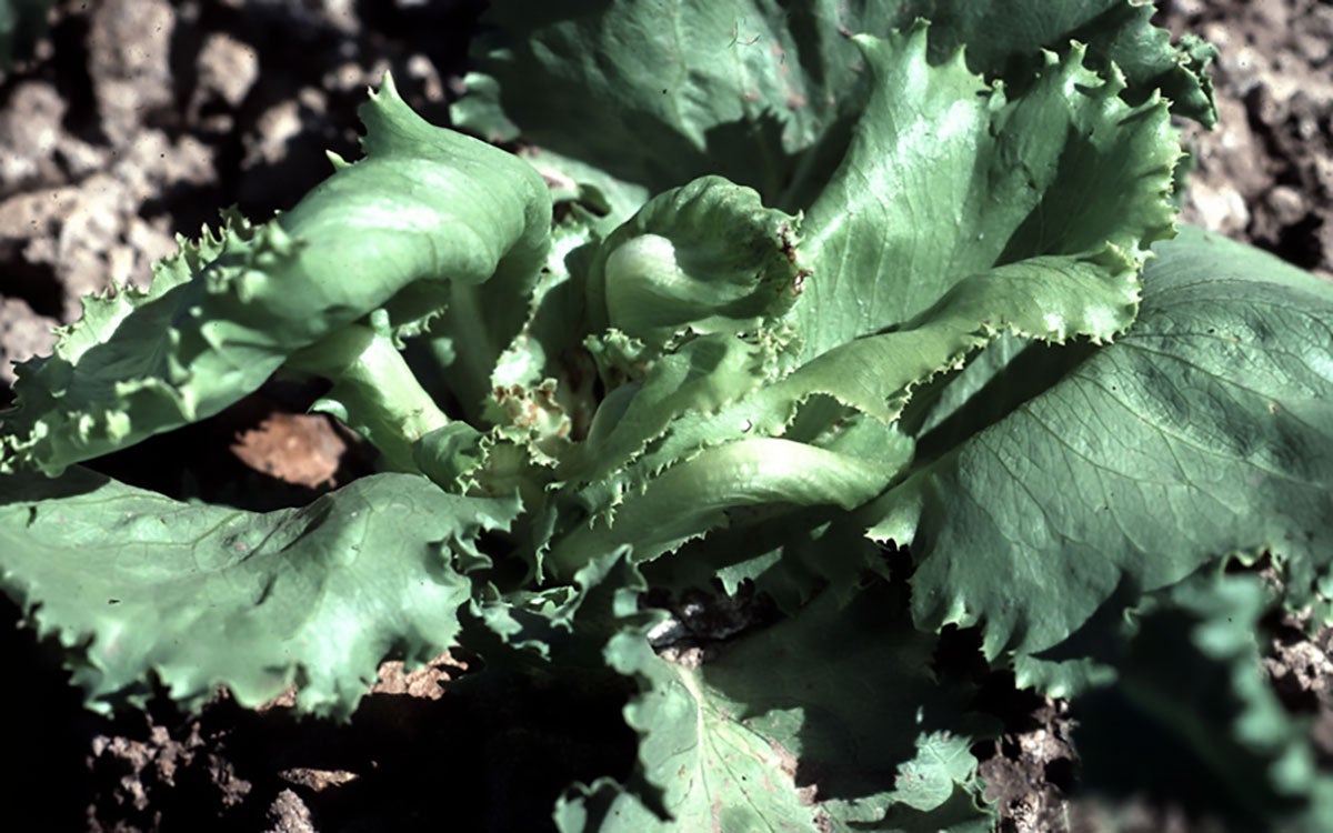 Distorted lettuce head-with twisted leaves, poor vigor, and distorted stems.