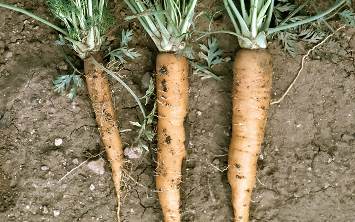 Infected carrot and healthy carrots arranged to illustrate disease symptoms.