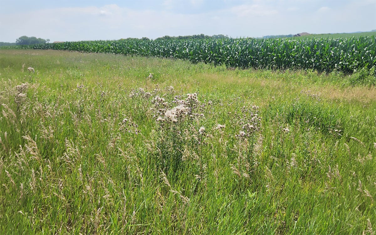A group of green plants with white seed heads amongst green grass.