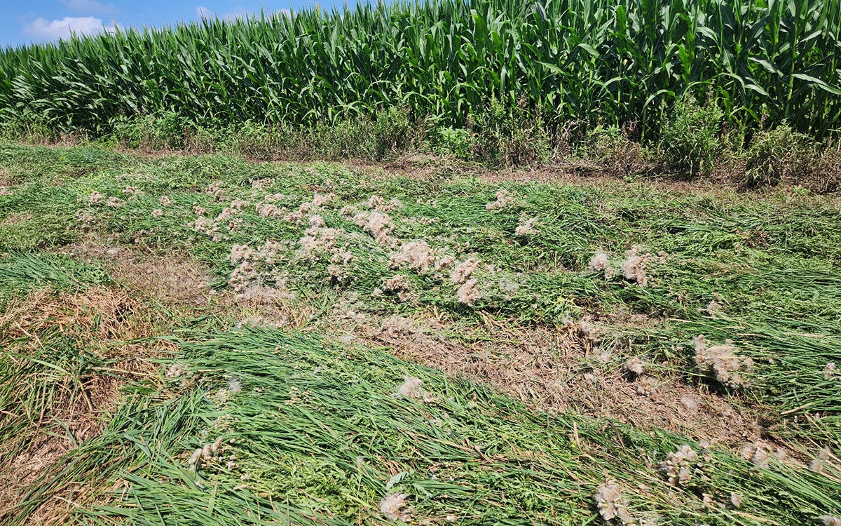 Green weeds with white seed heads amongst green grass within a road ditch. Green corn plants are in the background.
