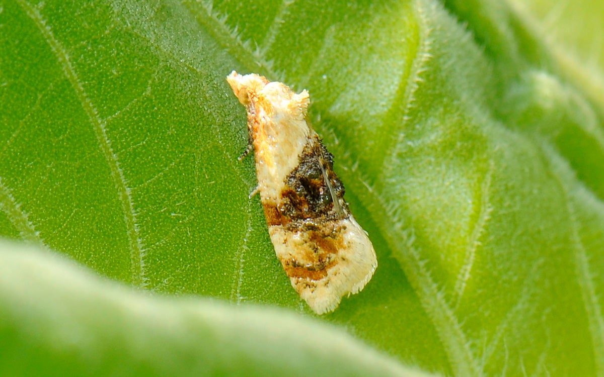 Cream colored moth with a dark brown band in the middle of its body. 