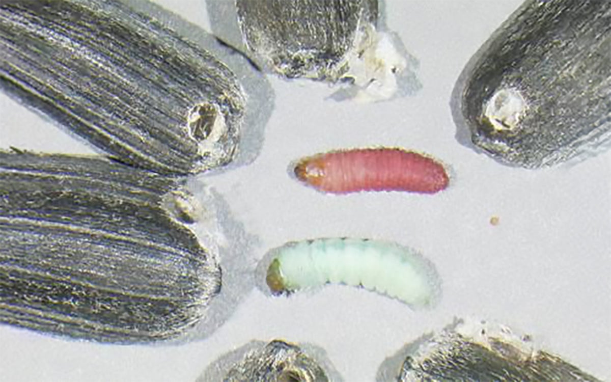 Damaged sunflower seeds surrounding a red caterpillar and a green caterpillar. 