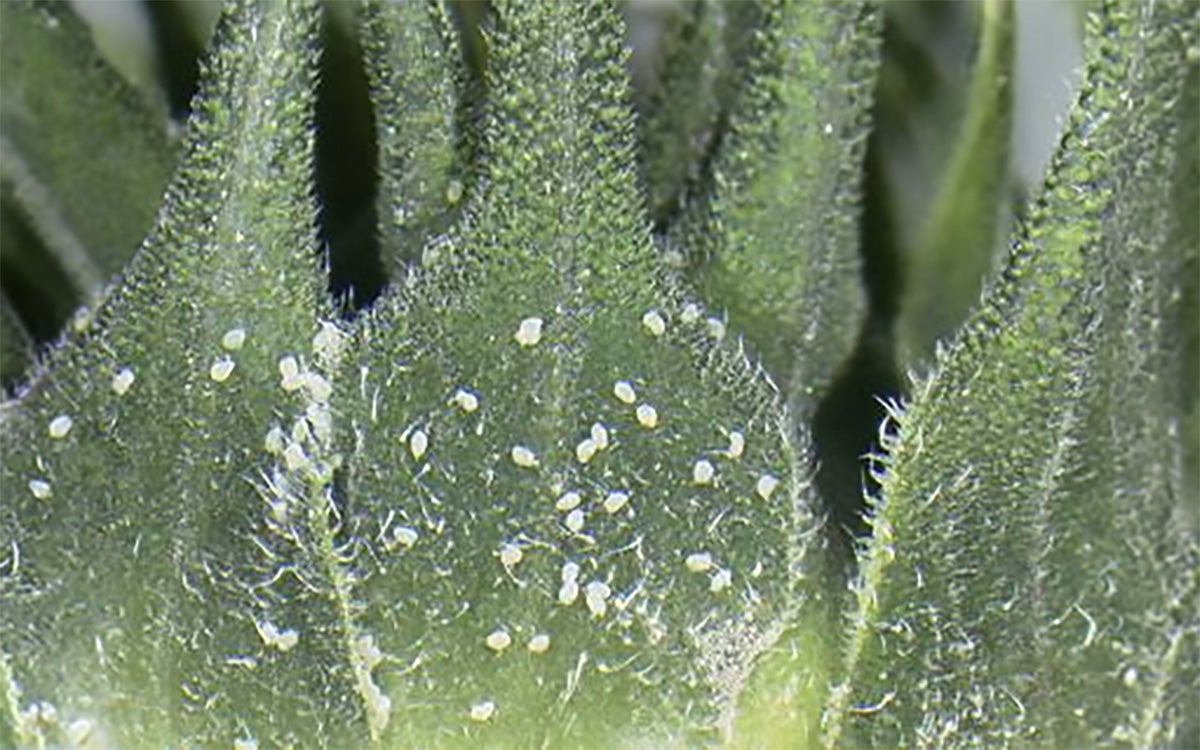 Small white eggs present on the bracts of a sunflower bud.
