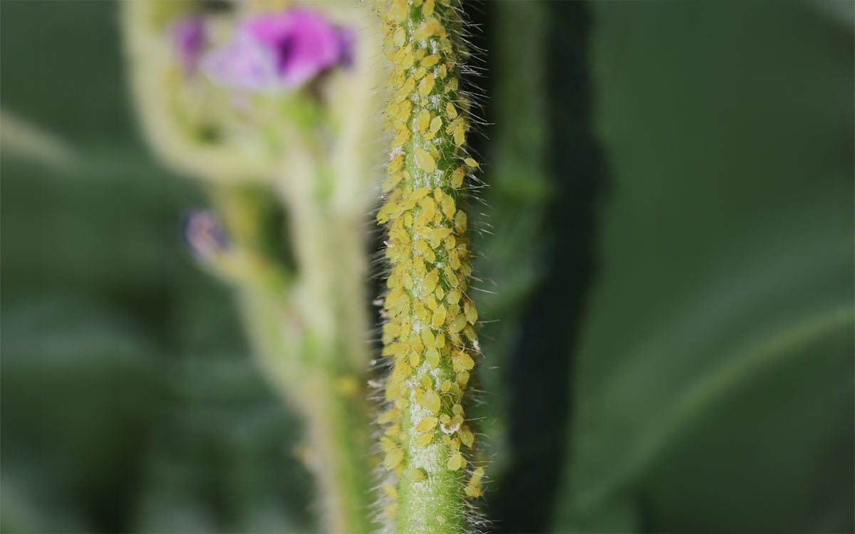 Green stem that is covered in light green colored aphids.