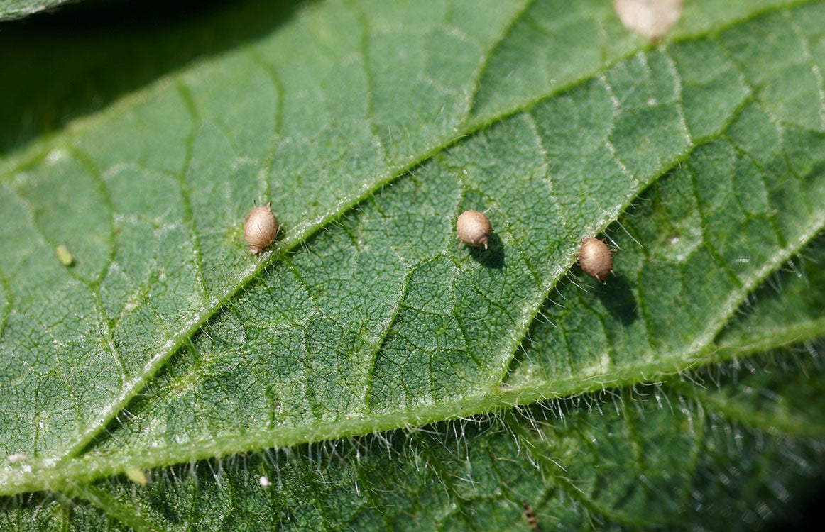 Tan colored soybean aphids that are swelled up and no longer alive.