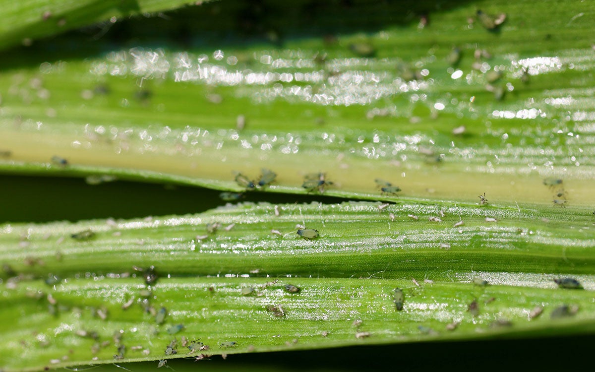 Blue green aphids present on a corn tassel.