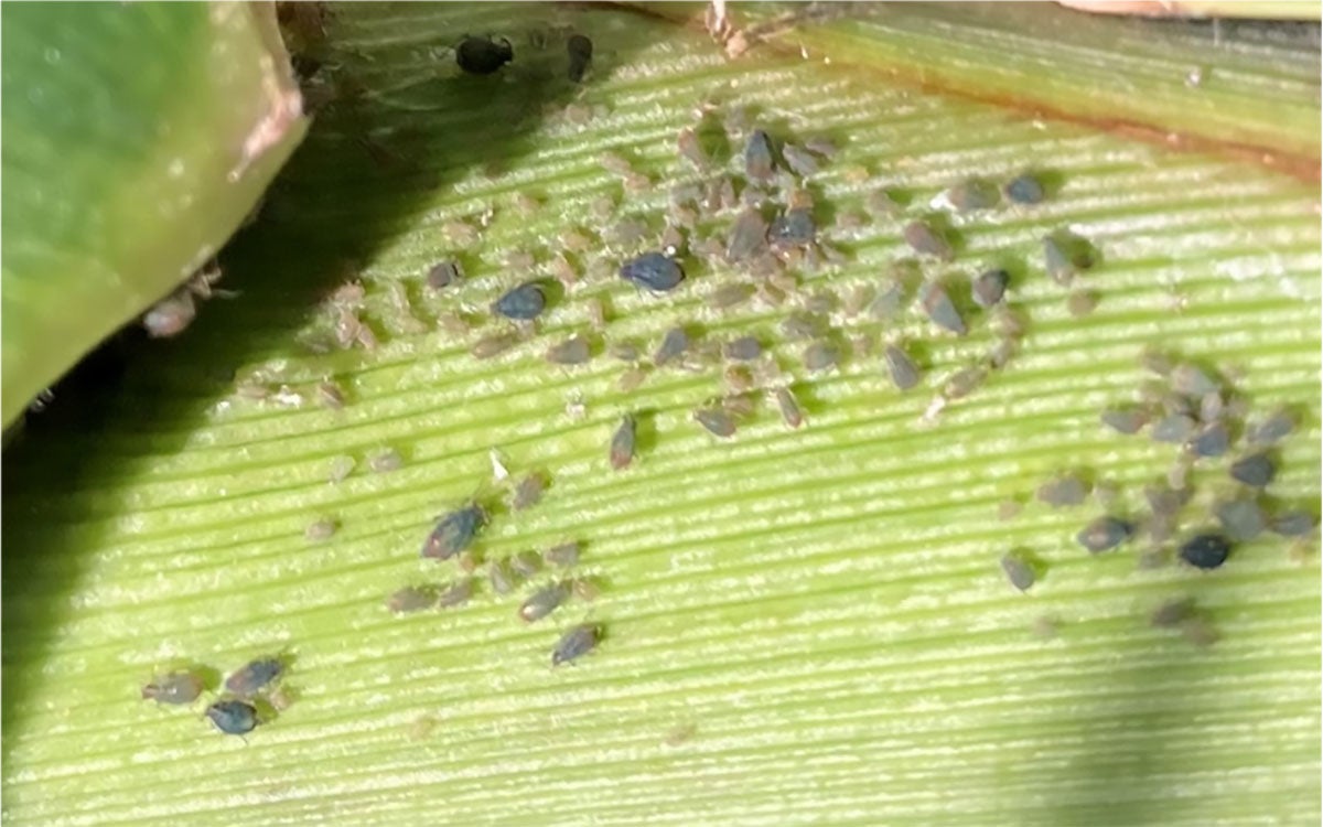 Green aphids on a green corn stalk.