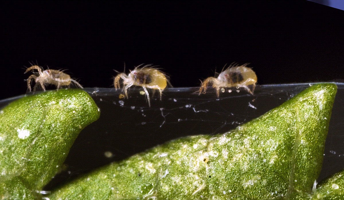 Adult twospotted spider mites crawling on webbing that is attached to a leaf. 