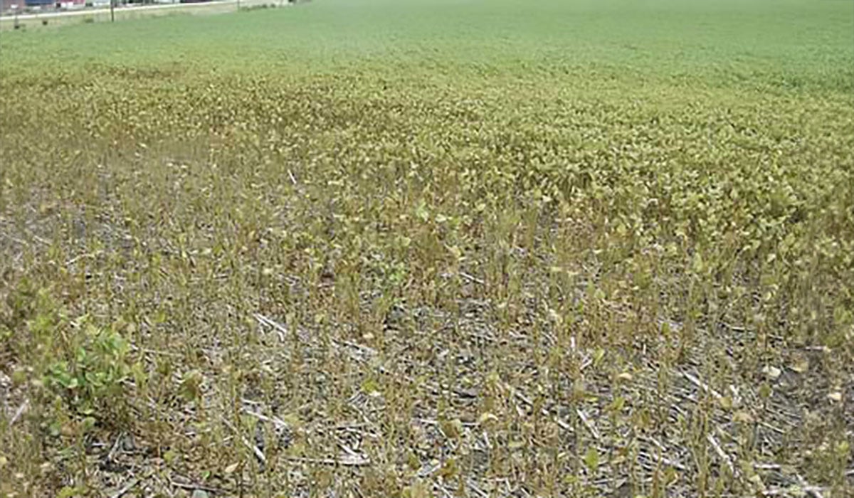 Dying patch of soybeans in an otherwise healthy field.