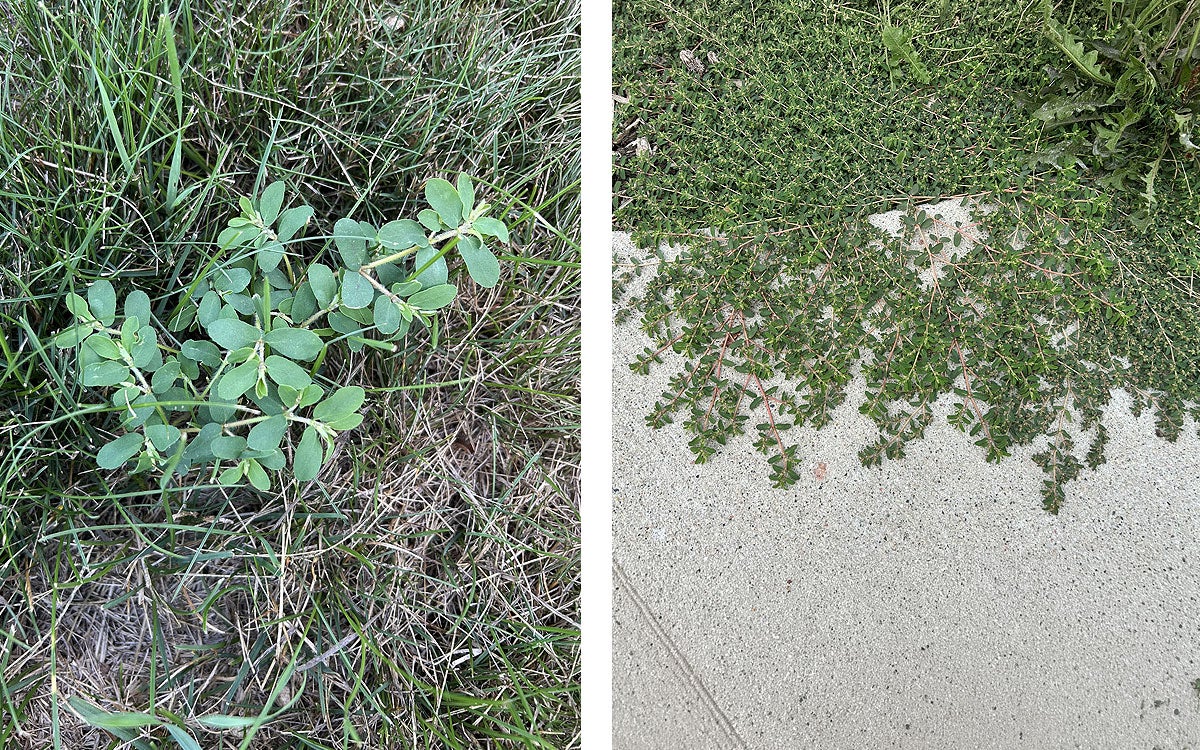 A small spotted spurge weed in a lawn and a fully-grown mat of spotted spurge on a driveway.