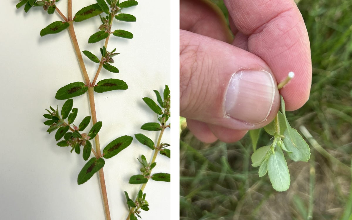 Left: Spotted spurge sample with visible dark spots on leaves. Right: Fingers snapping a spotted spurge stem in half to reveal a milky sap.